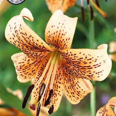 Lilja-Lilium Tiger babies NYHET 2-pack